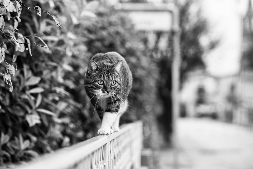 Монорельсовые кошки на снимках от Сабрины Боем