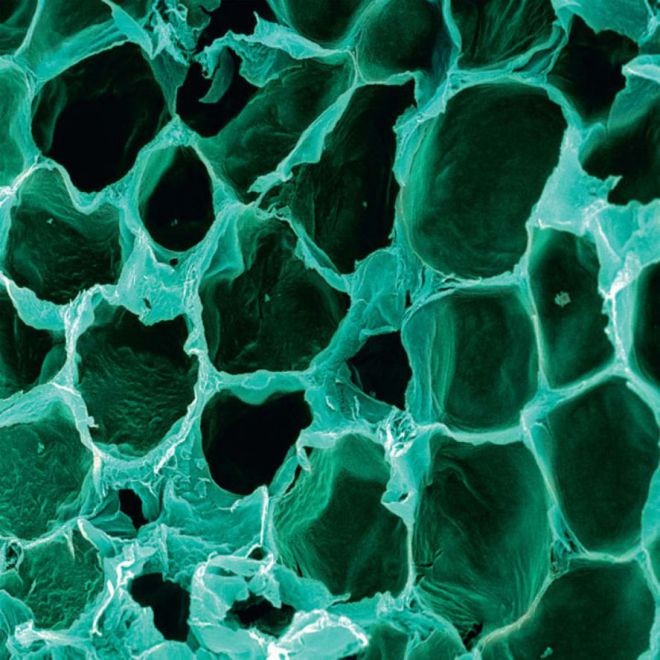 Снимки человеческих органов под микроскопом