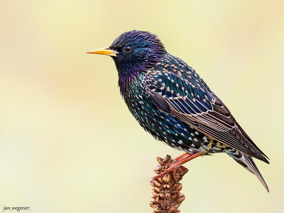 Яркие снимки птиц от Яна Вегенера