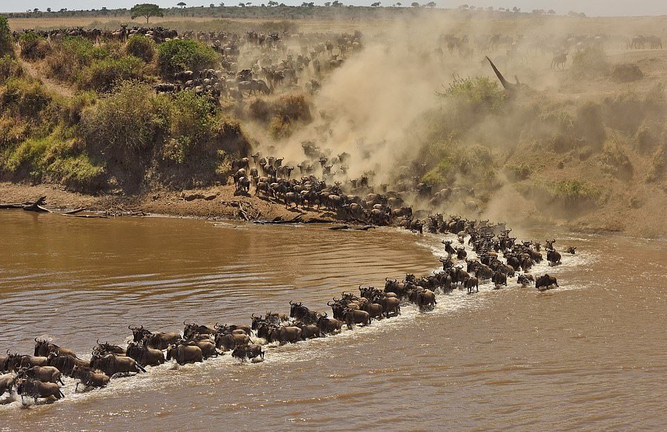 Переправа антилоп гну через реку в Африке