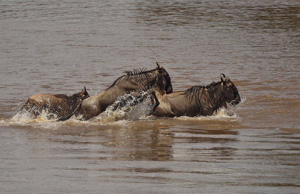 Переправа антилоп гну через реку в Африке