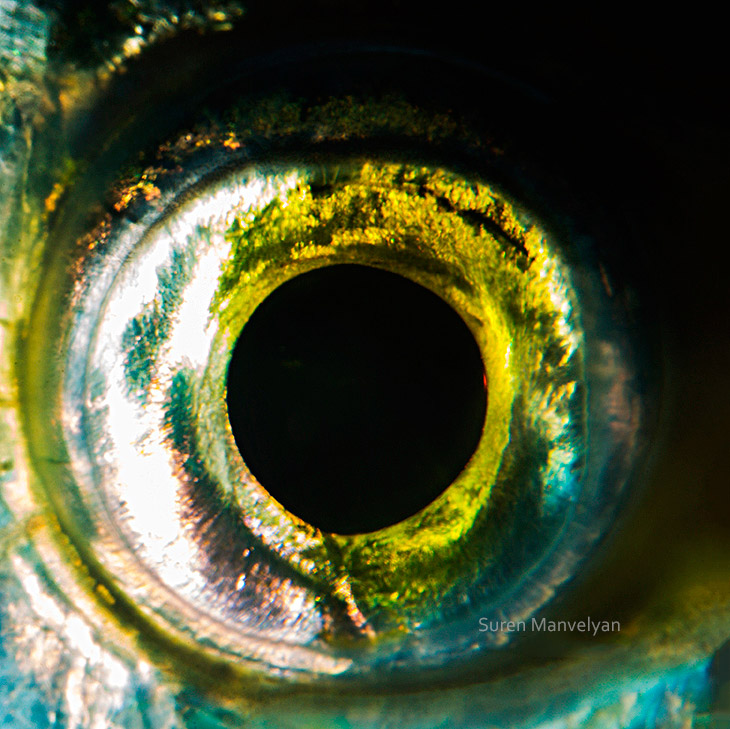 Глаза рыб и пресмыкающихся от Сурена Манвелян