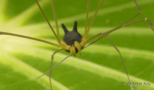 Необычный паук с головой собаки