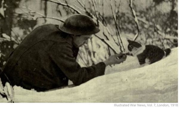 Бесстрашные коты времен Первой мировой войны