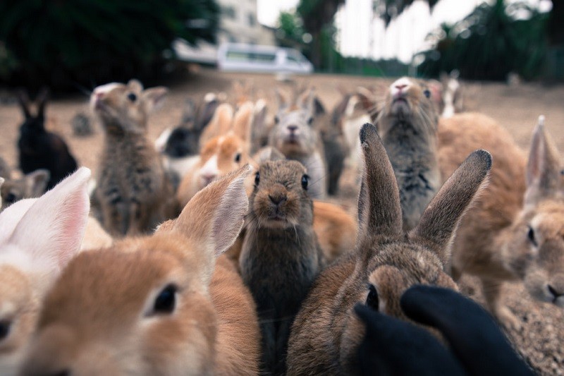 Кроличий рай на острове Окуносима в Японии