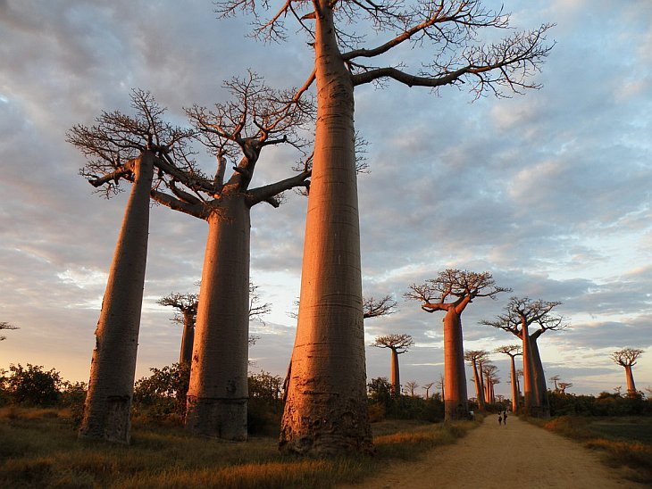 Баобаб - самое необычное дерево в мире