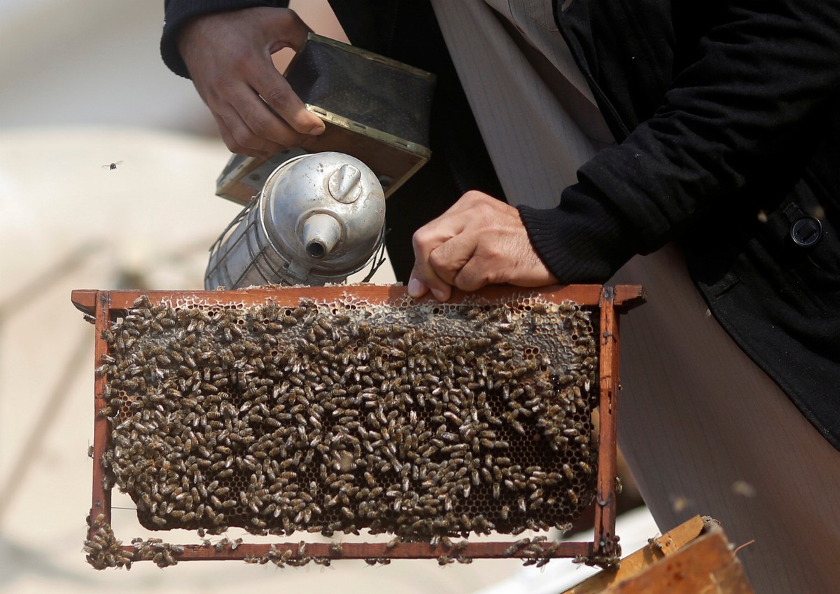 Египтянин лечит людей укусами пчёл