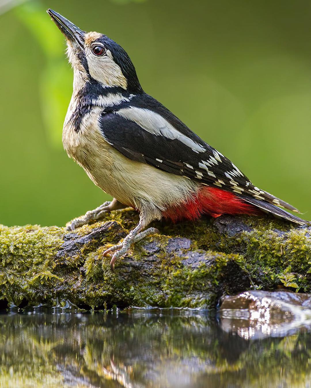 Красота птиц на снимках Сунила Гопалана