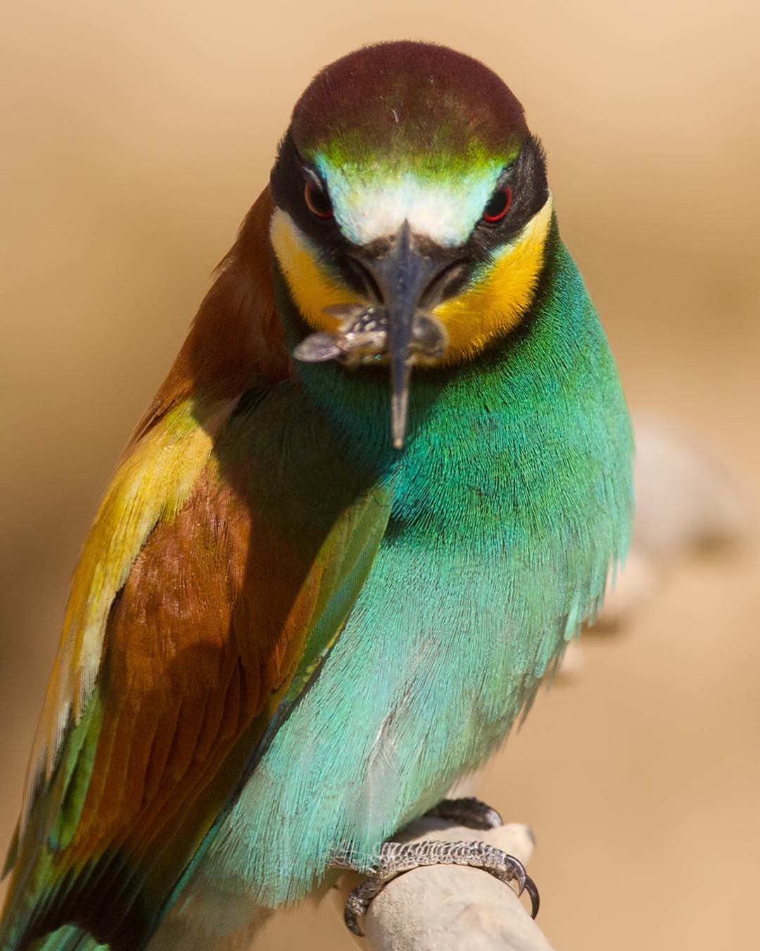Красота птиц на снимках Сунила Гопалана