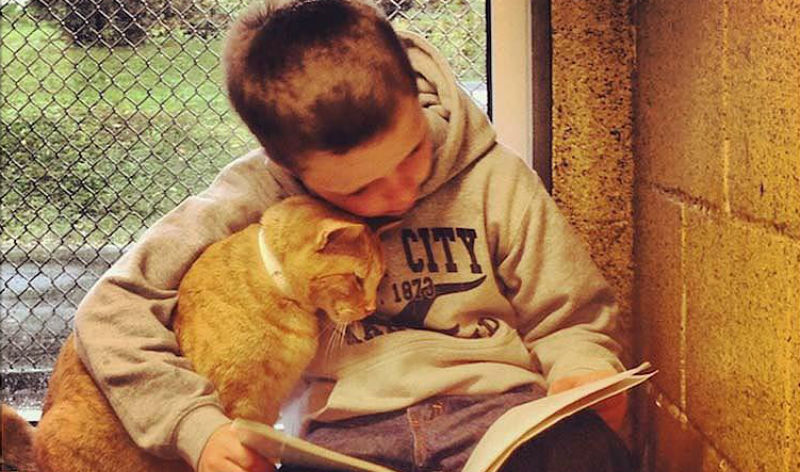 Кошки помогают детям развить навык чтения