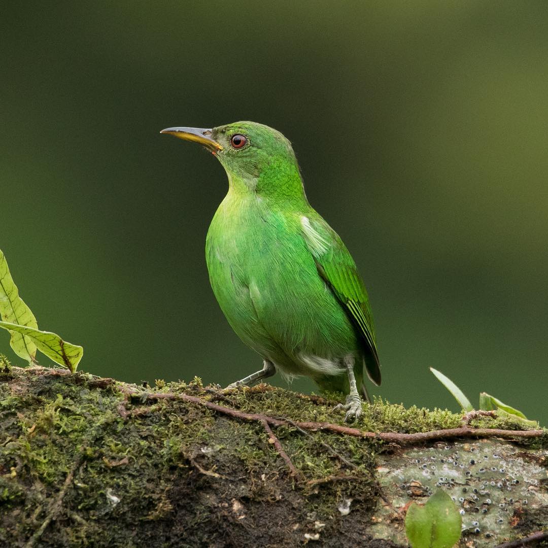 Замечательные фотографии птиц Алехандры Перез