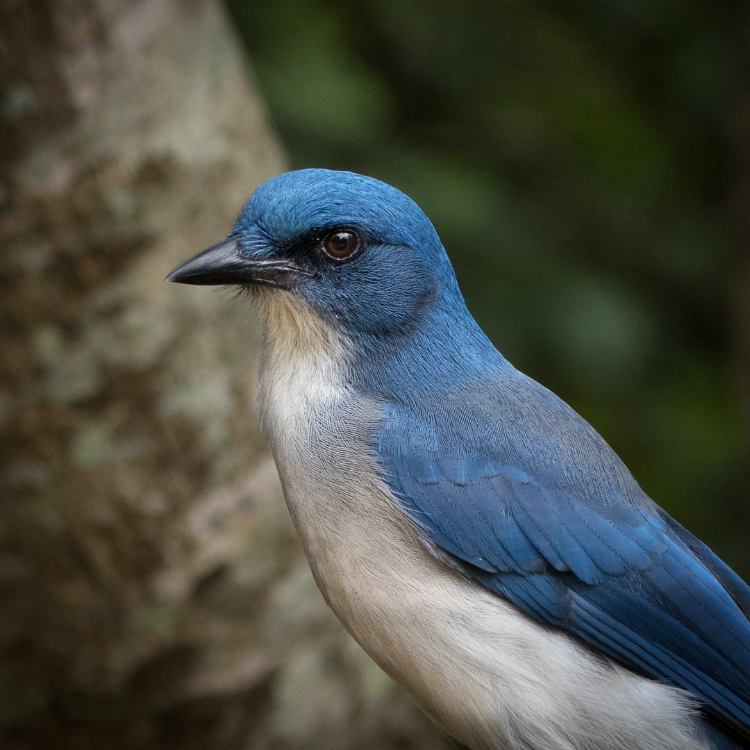 Замечательные фотографии птиц Алехандры Перез