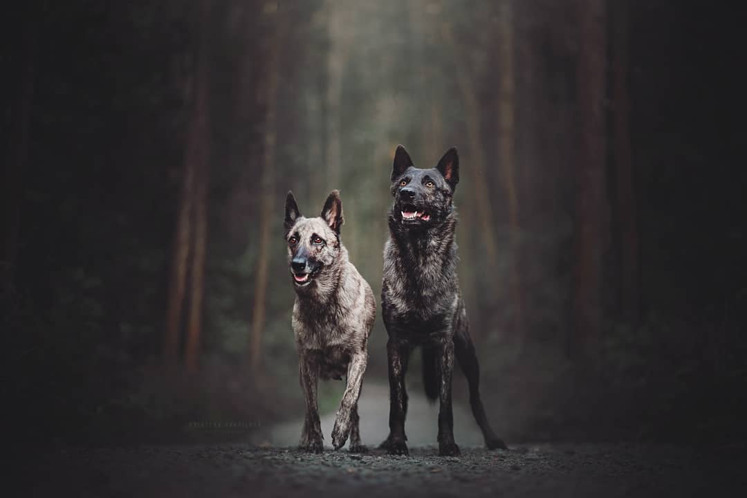 Симпатичные собаки на снимках Кристины Квапиловой