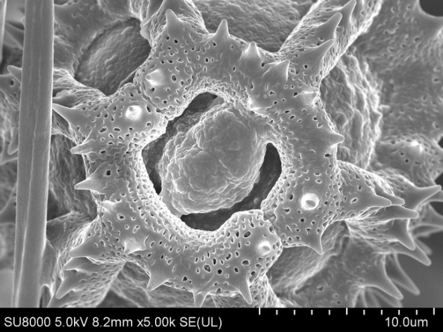 Обычная пчела под электронным микроскопом