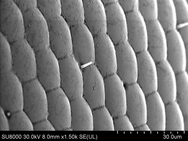 Обычная пчела под электронным микроскопом