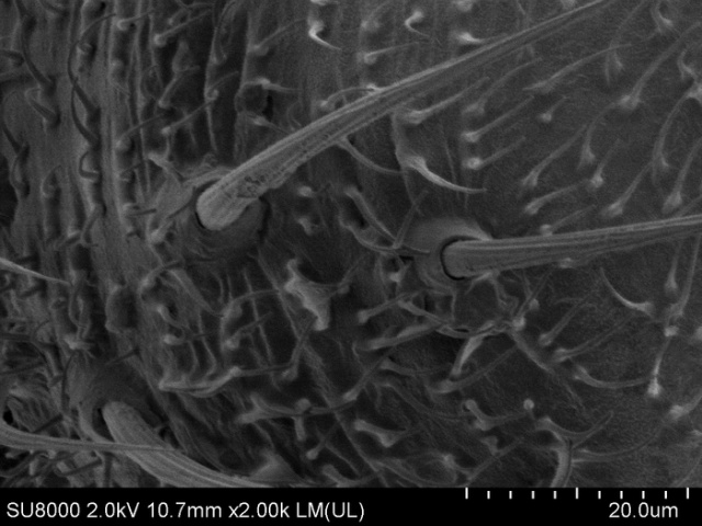 Комар-долгоножка под электронным микроскопом