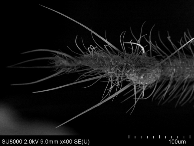 Комар-долгоножка под электронным микроскопом