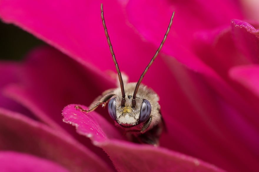 Макрофотографии пауков и насекомых от Данаи Вулф