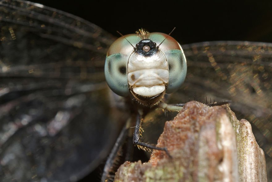 Макрофотографии пауков и насекомых от Данаи Вулф