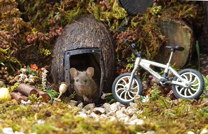 Британец построил деревню для живущих у него в саду мышей