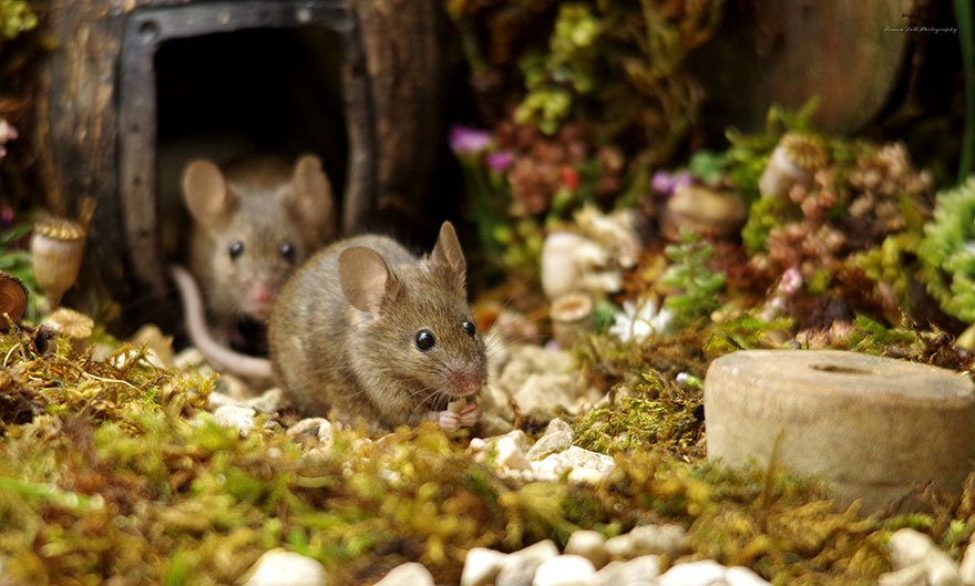 Британец построил деревню для живущих у него в саду мышей
