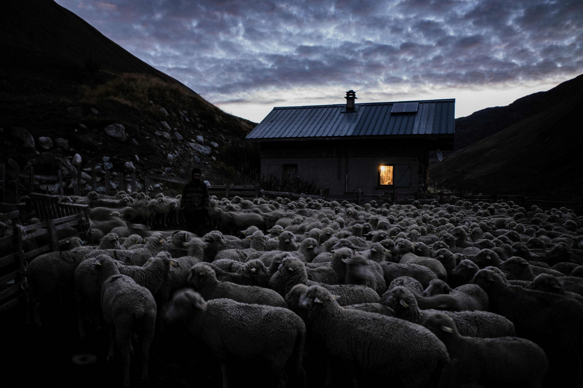 Фоторепортаж о жизни пастуха в Альпах