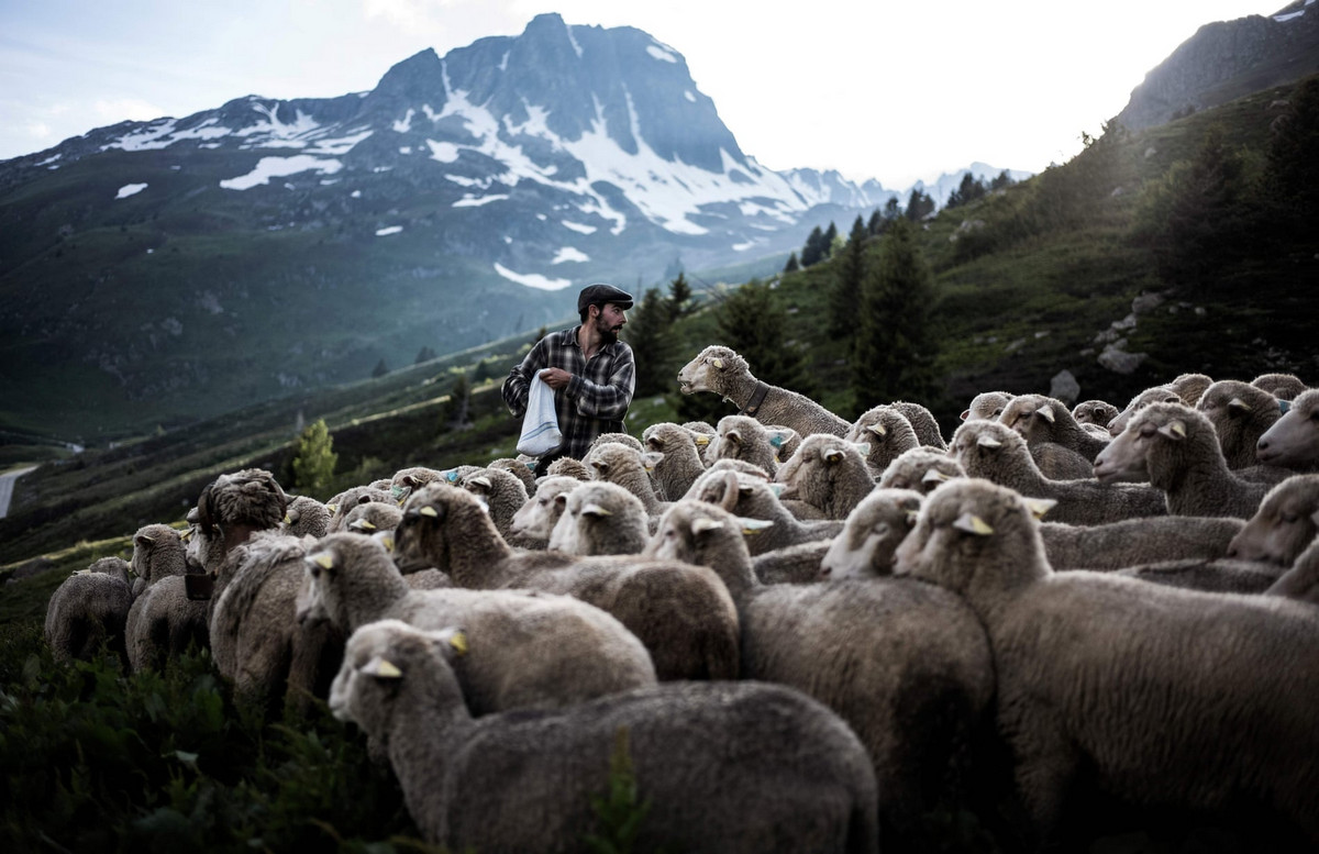 Фоторепортаж о жизни пастуха в Альпах