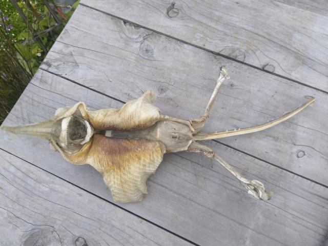 Странный скелет морского существа на побережье в Новой Зеландии