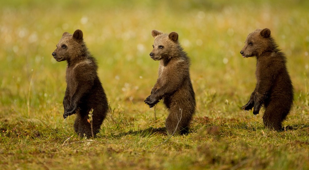 Бурые медведи финских лесов