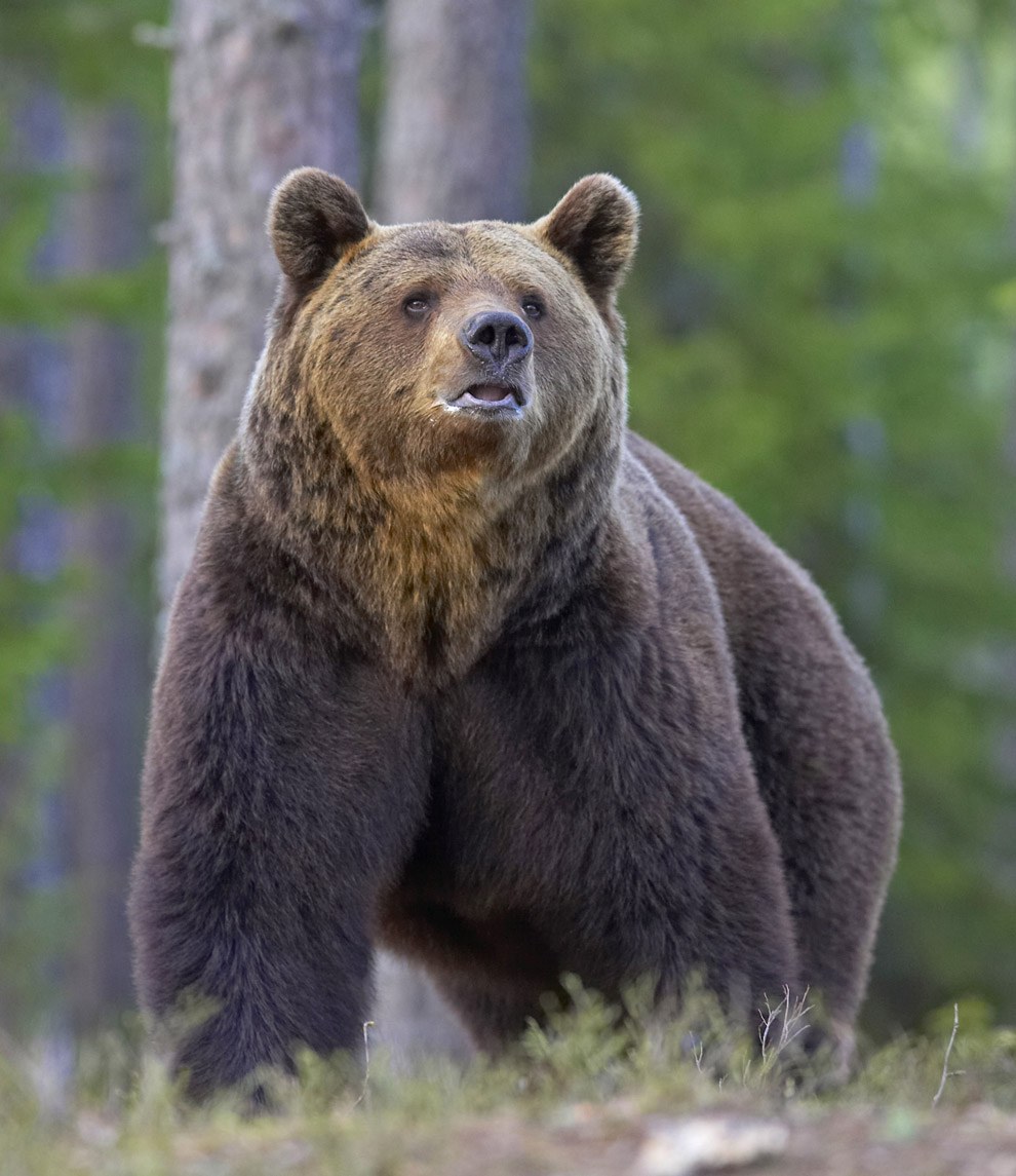 Медведь. Северная Америка медведь Гризли. Аляскинский бурый медведь. Сибирский бурый медведь. Дальневосточный бурый медведь.