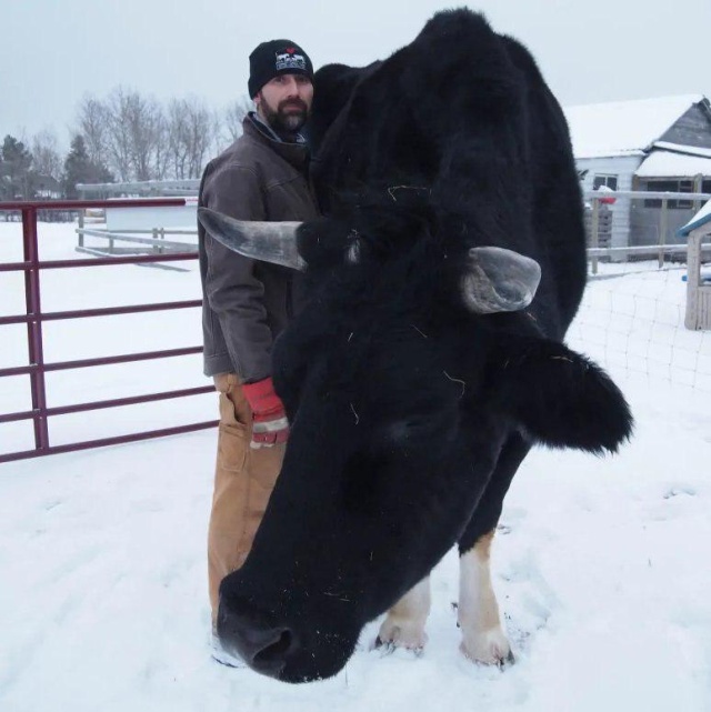 Дозер - огромный бык из Канады с ростом в 196 сантиметром