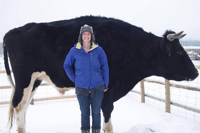 Дозер - огромный бык из Канады с ростом в 196 сантиметром