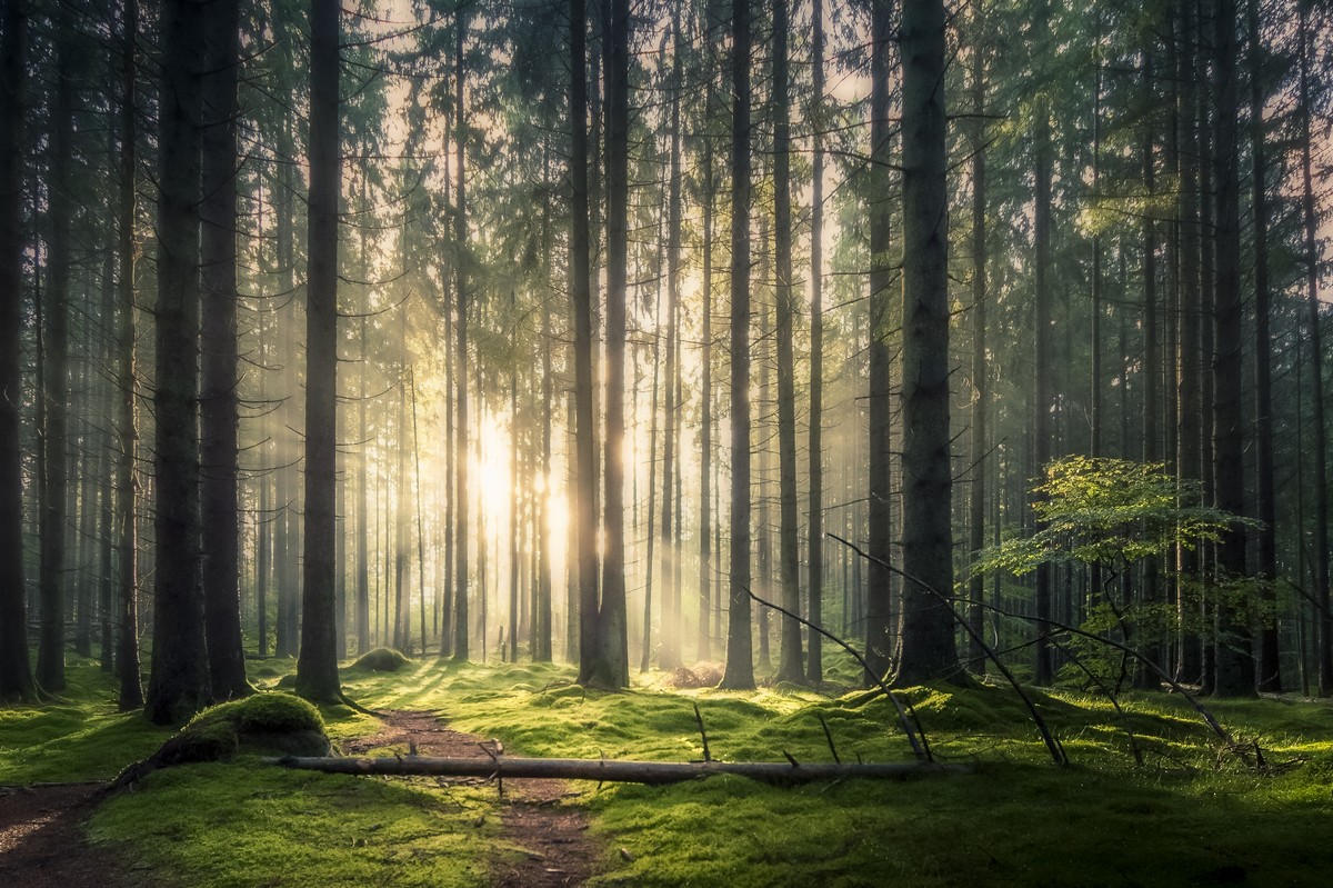 Таинственный прекрасный лес