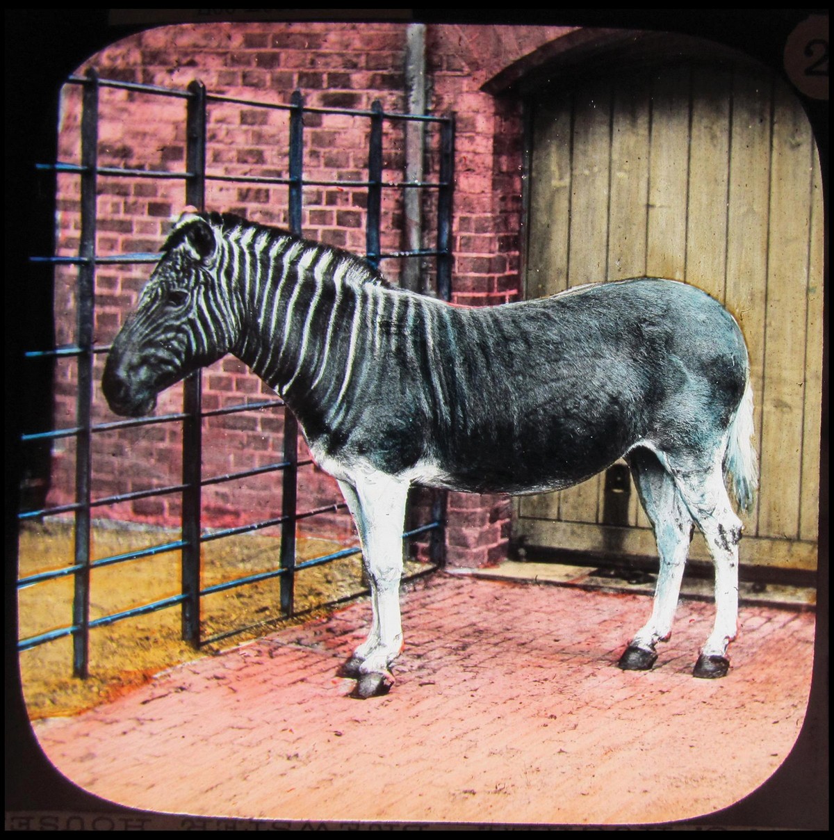 Редкие цветные слайды первых животных лондонского зоопарка