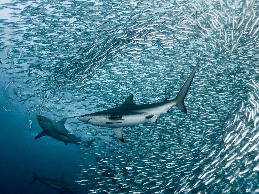 Море и акулы