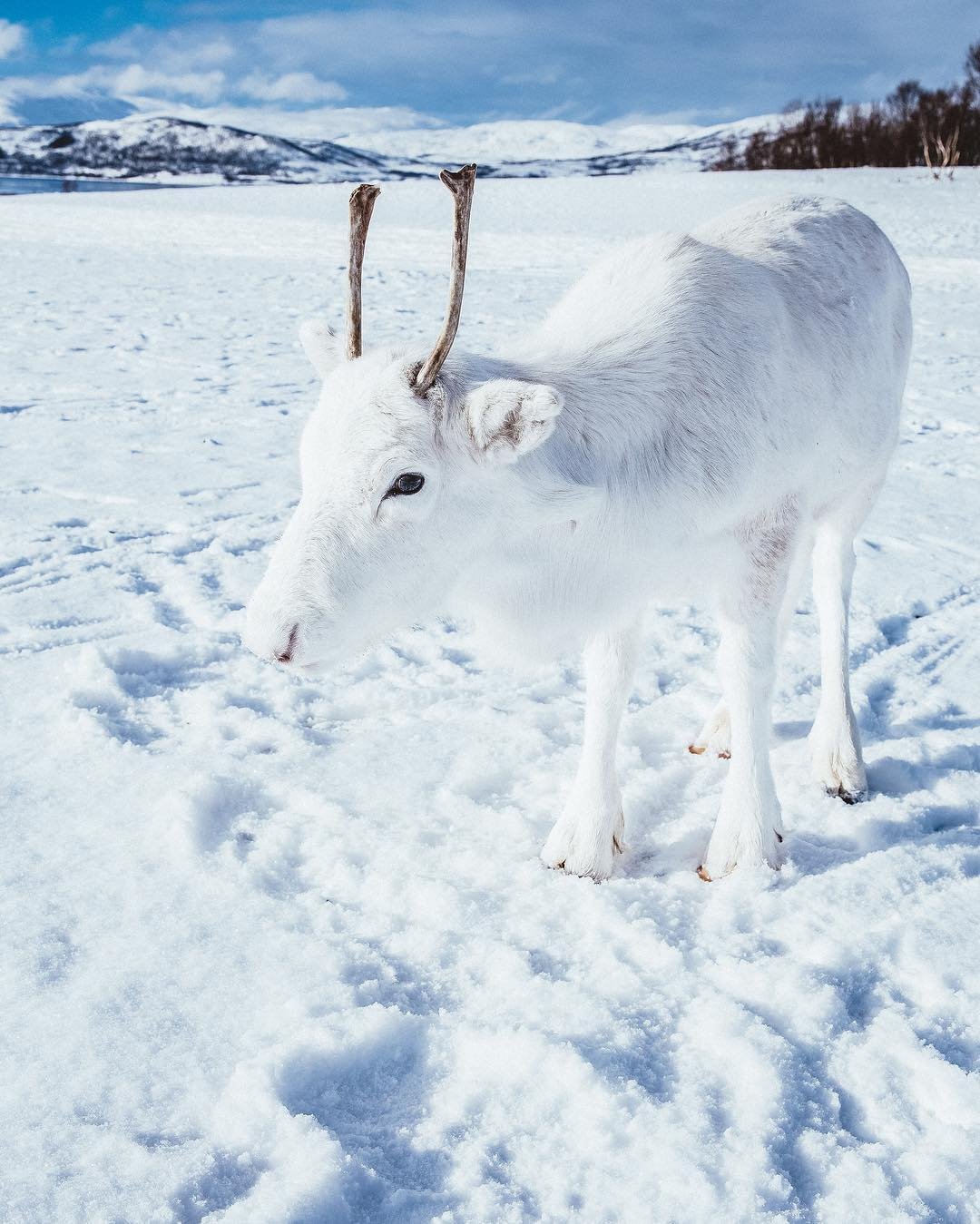 Уникальный детёныш белого оленя попал на фото в Норвегии - Zefirka