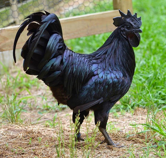 Аям чемани - уникальная порода кур черного цвета