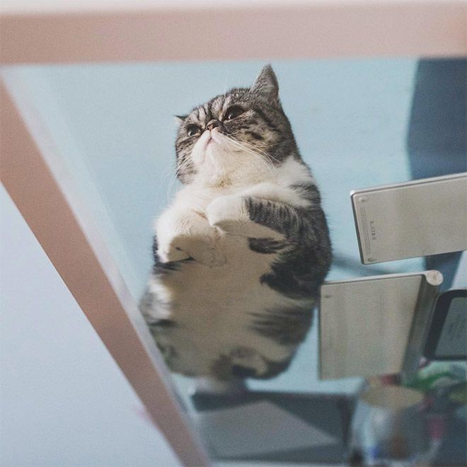 Забавные коты на прозрачных столах и полках