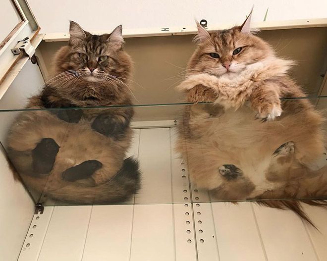 Забавные коты на прозрачных столах и полках
