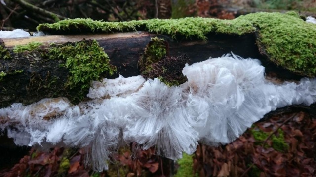 Интересный феномен: мохнатый лед, который похож на волосы