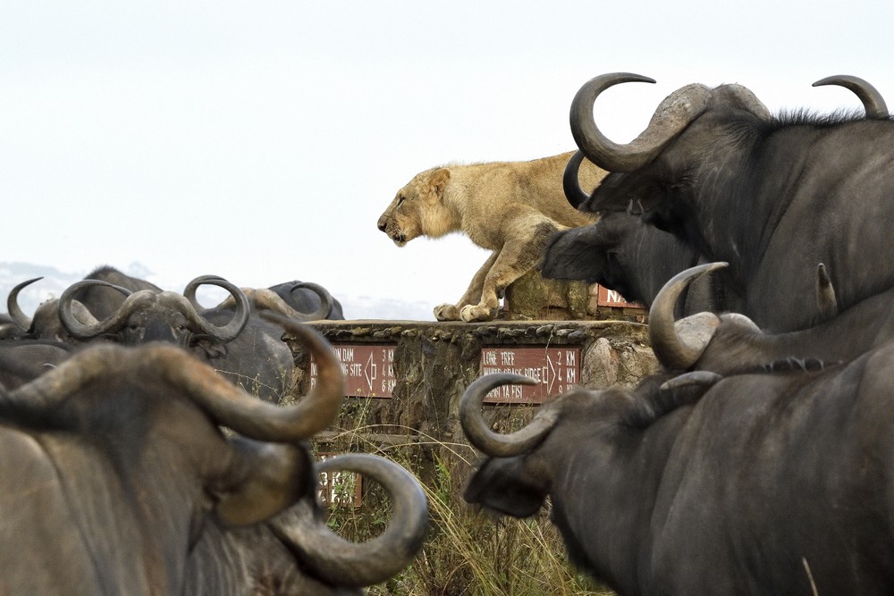 Молодого льва окружило стадо буйволов