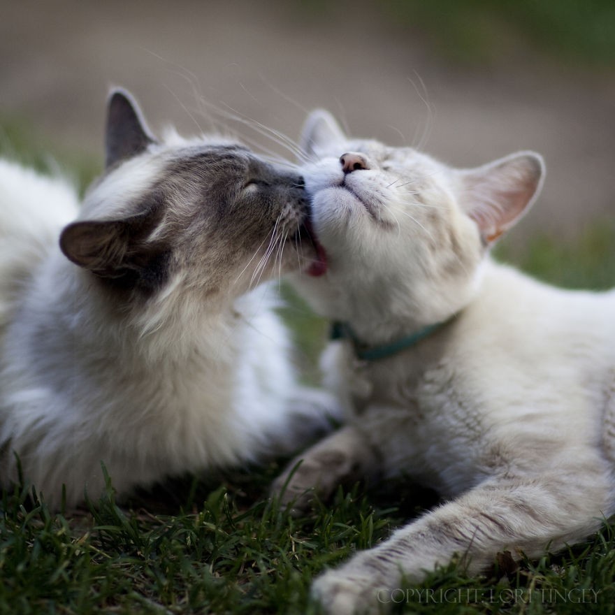Любовь, эмоции и поцелуи животных