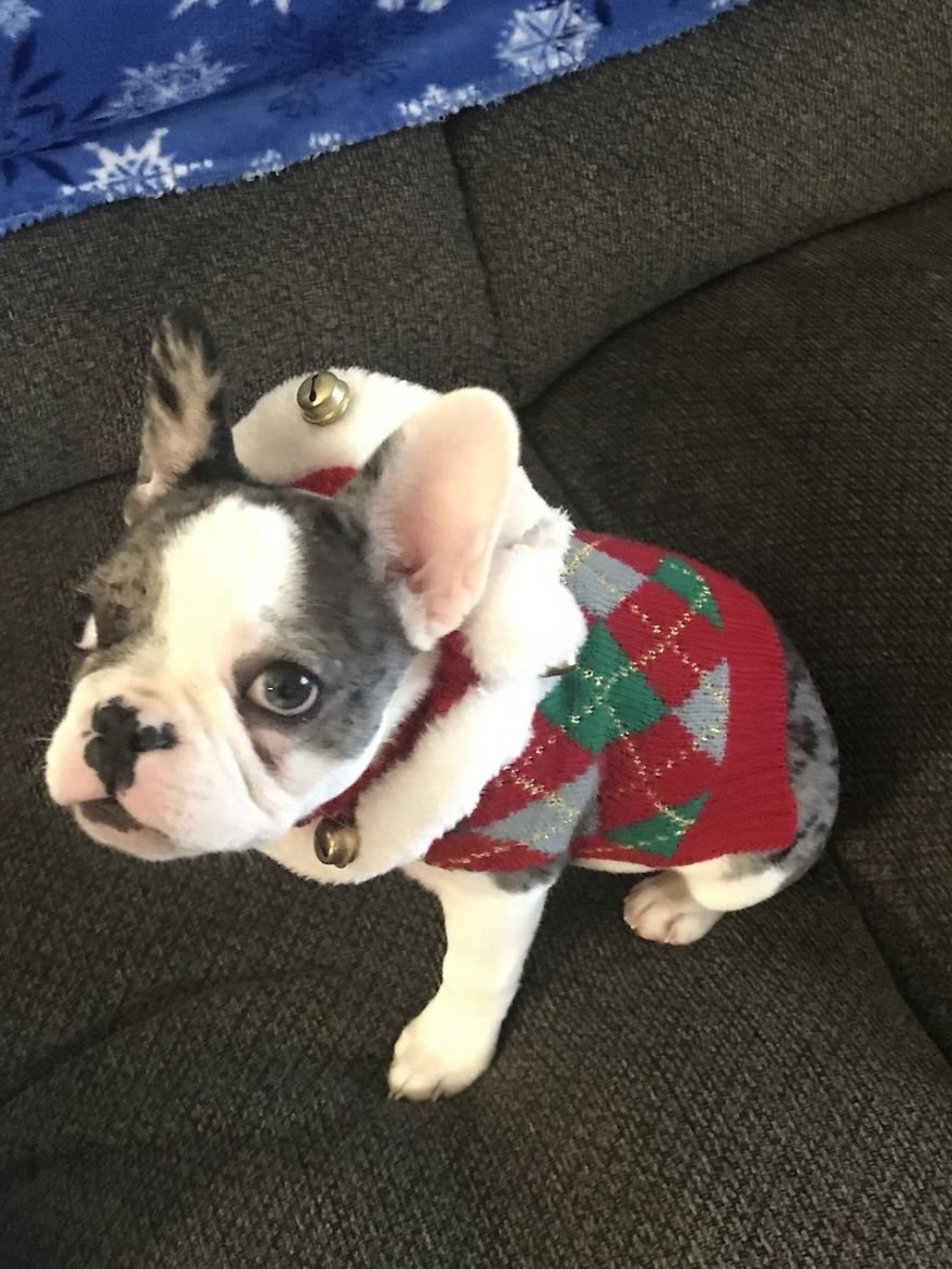 Милые собаки в новогодних и рождественских свитерах