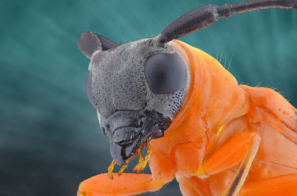 Захватывающие макроснимки насекомых Yudy Sauw