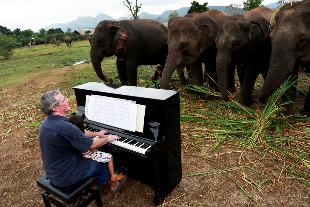 Музыка в приюте для слонов
