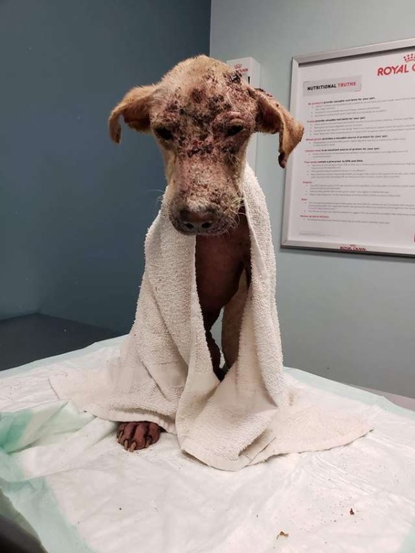 Жители Техаса спасли бездомного пса, но не знали, что он выживет