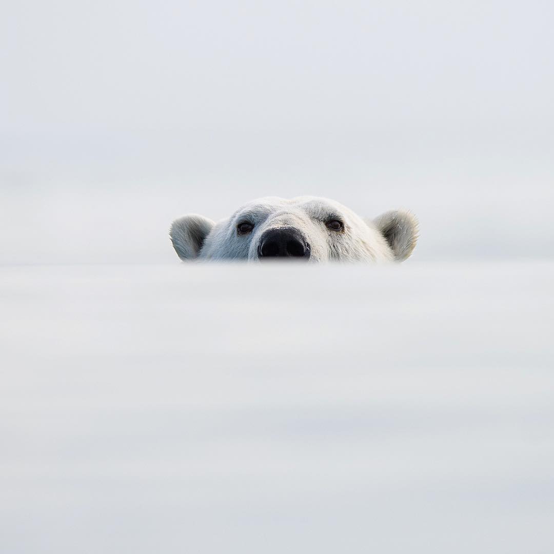 Дикая природа Арктики на снимках Одуна Ли Даля