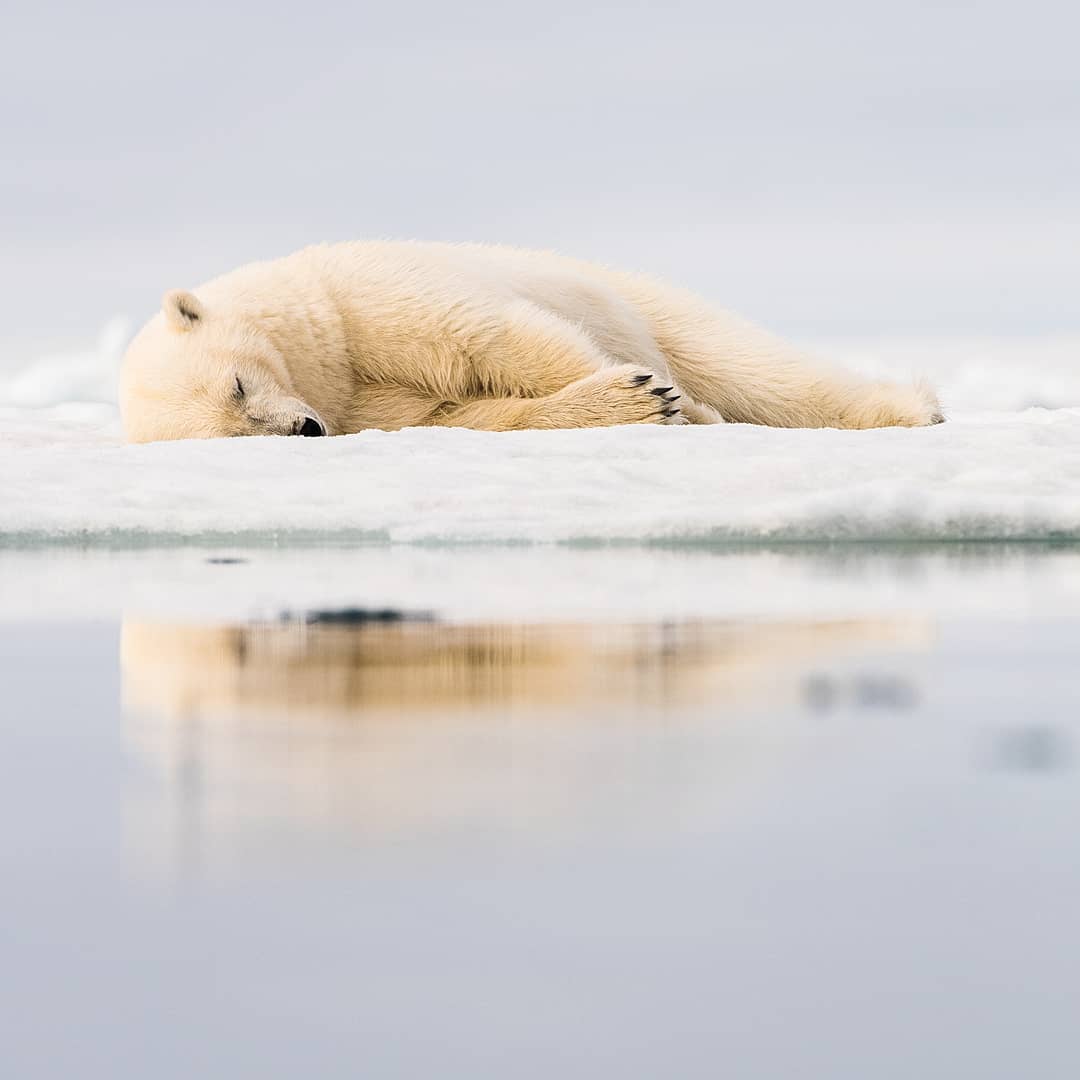 Дикая природа Арктики