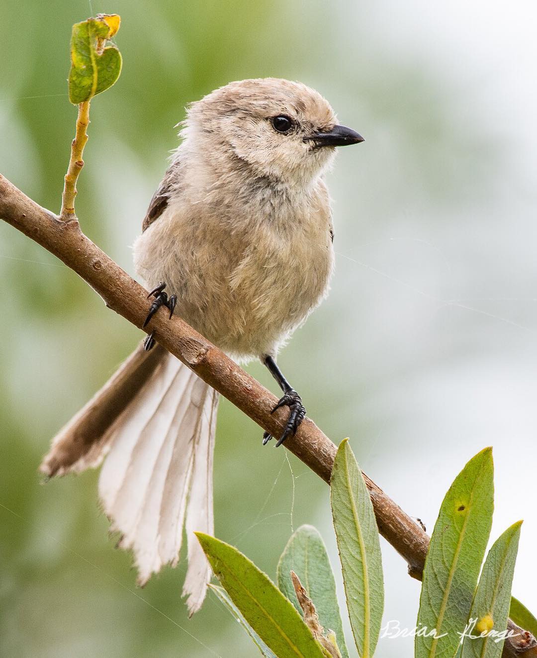Птицы на снимках 17-летнего фотографа Брайана Генге