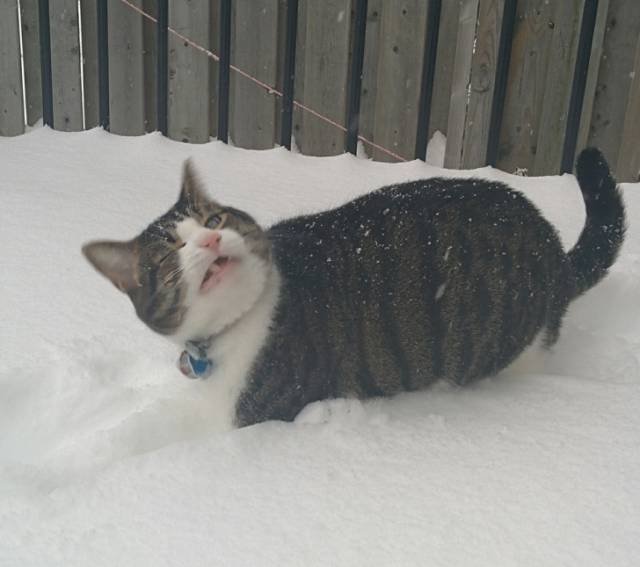 Трудности взаимоотношений кошек со снегом